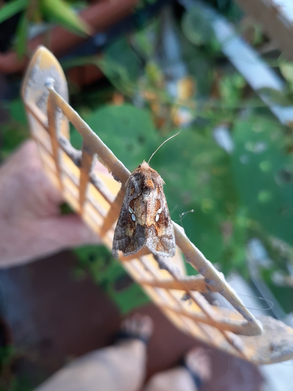 Falena acciaccata da ID: Chrysodeixis chalcites  - Noctuidae